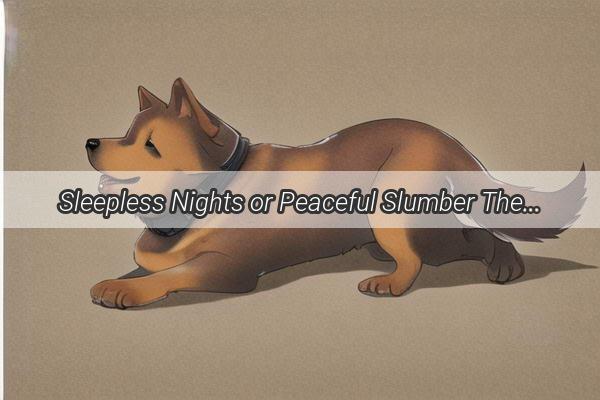 Sleepless Nights or Peaceful Slumber The Truth About Your Dogs Sleep During Boarding